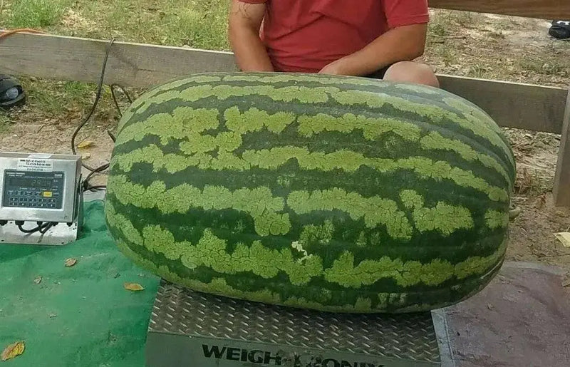 Carolina cross 180 ,Watermelon seeds - Caribbean garden seed