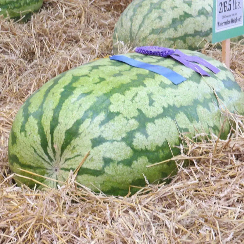Carolina cross 180 ,Watermelon seeds - Caribbean garden seed