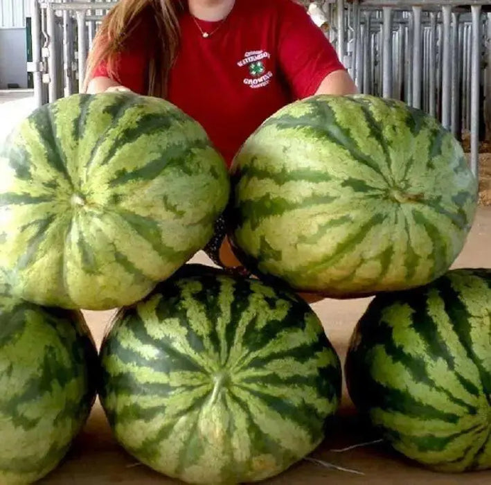 Carolina cross 180 ,Watermelon seeds - Caribbean garden seed
