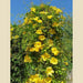 Carolina Yellow Jessamine (Gelsemium sempervirens - Seeds) Climbing vine - Caribbean garden seed
