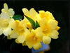 Carolina Yellow Jessamine (Gelsemium sempervirens - Seeds) Climbing vine - Caribbean garden seed