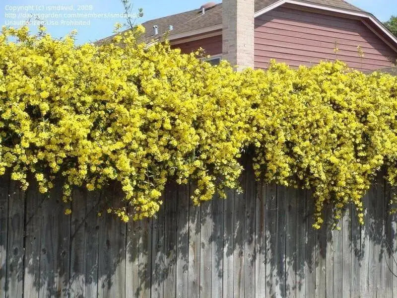 Carolina Yellow Jessamine (Gelsemium sempervirens - Seeds) Climbing vine - Caribbean garden seed