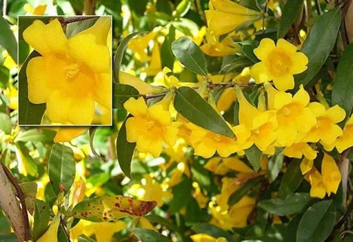 Carolina Yellow Jessamine (Gelsemium sempervirens - Seeds) Climbing vine - Caribbean garden seed