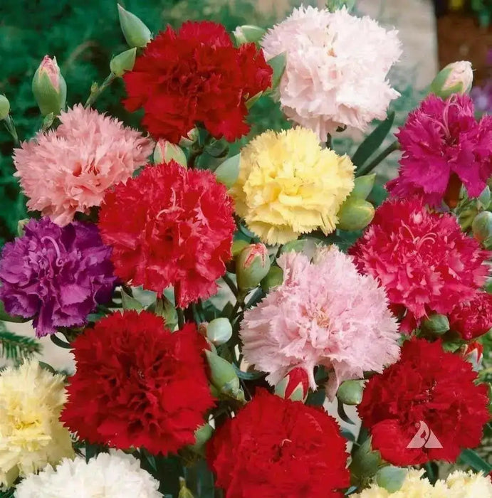 Carnation Flowers Seeds (Chabaud Mix)   Perennial - Caribbean garden seed