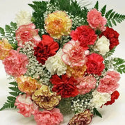 Carnation Flowers Seeds (Chabaud Mix)   Perennial - Caribbean garden seed