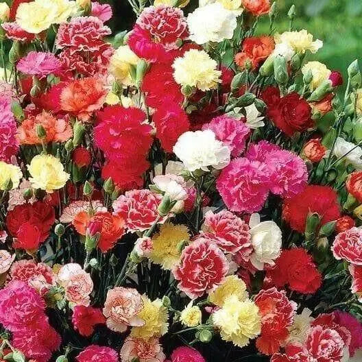 Carnation Flowers Seeds (Chabaud Mix)   Perennial - Caribbean garden seed