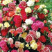 Carnation Flowers Seeds (Chabaud Mix)   Perennial - Caribbean garden seed