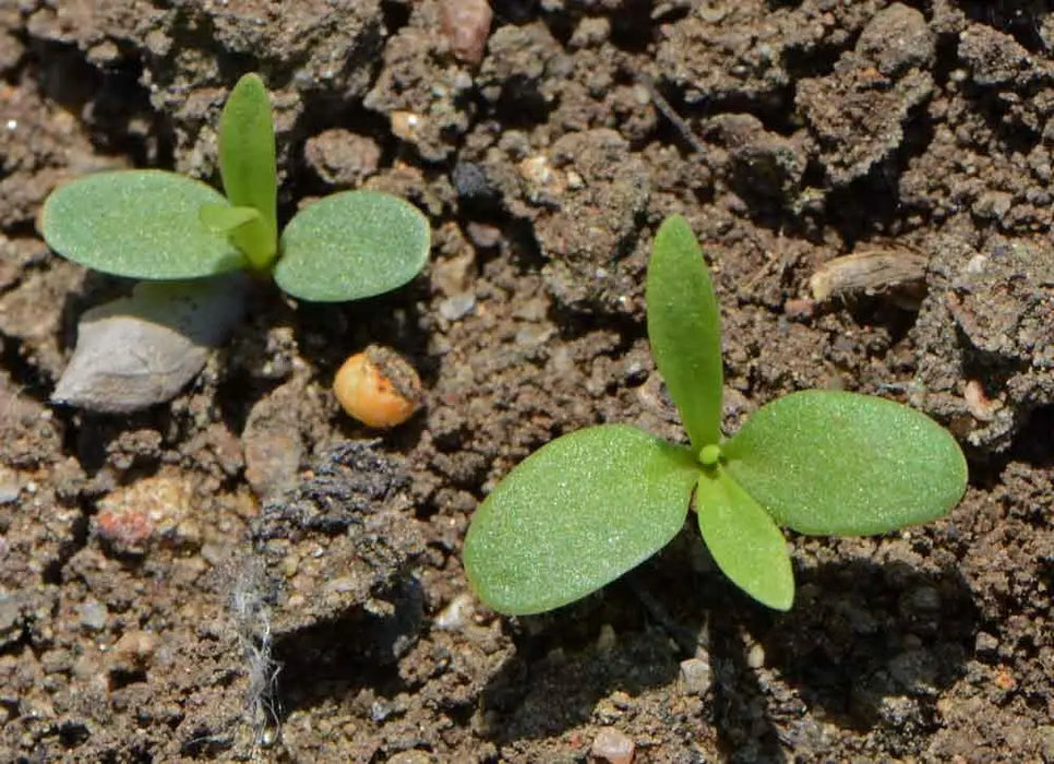 Carnation Flowers Seeds (Chabaud Mix)   Perennial - Caribbean garden seed