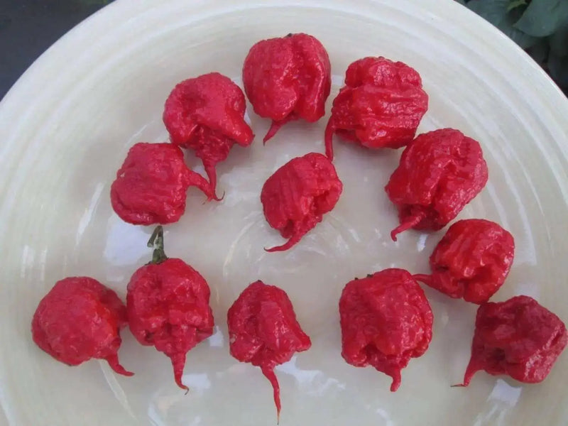 Carolina Reaper Pepper Seeds (Capsicum chinense) Super Hot - Caribbean garden seed
