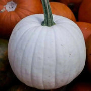 CASPER PUMPKIN SEED (Winter Squash )  Halloween Pumpkin. - Caribbean garden seed