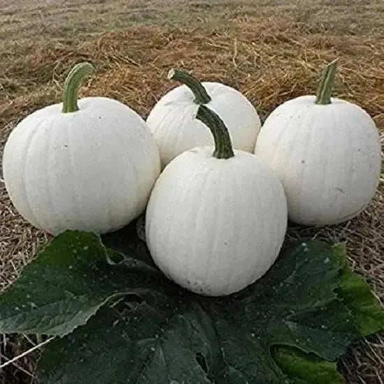 CASPER PUMPKIN SEED (Winter Squash )  Halloween Pumpkin. - Caribbean garden seed