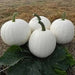 CASPER PUMPKIN SEED (Winter Squash )  Halloween Pumpkin. - Caribbean garden seed