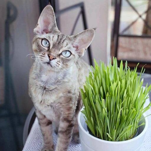 CAT GRASS (LIVE STARTER PLANT) INDOOR OR OUTDOOR PLANTING - Caribbean garden seed