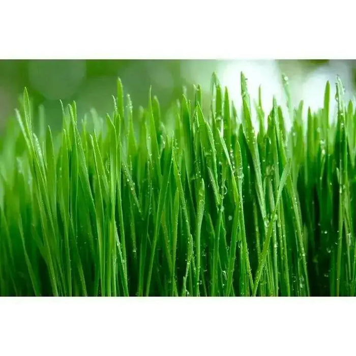 CAT GRASS (LIVE STARTER PLANT) INDOOR OR OUTDOOR PLANTING - Caribbean garden seed