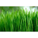 CAT GRASS (LIVE STARTER PLANT) INDOOR OR OUTDOOR PLANTING - Caribbean garden seed