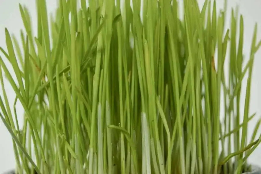 CAT GRASS (LIVE STARTER PLANT) INDOOR OR OUTDOOR PLANTING - Caribbean garden seed