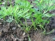 Carrot Seeds - Danvers 126 - Organic, ( Packet 1000 Seeds) Biannual ! - Caribbean garden seed