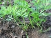 Carrot Seeds - Danvers 126 - Organic, ( Packet 1000 Seeds) Biannual ! - Caribbean garden seed