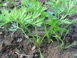 Carrot Seeds - Danvers 126 - Organic, ( Packet 1000 Seeds) Biannual ! - Caribbean garden seed