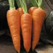 Carrot Seeds - Danvers 126 - Organic, ( Packet 1000 Seeds) Biannual ! - Caribbean garden seed