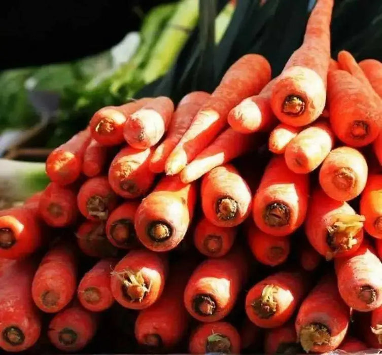 Carrot Seeds - Danvers 126 - Organic, ( Packet 1000 Seeds) Biannual ! - Caribbean garden seed