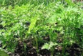 Carrot Seeds - Danvers 126 - Organic, ( Packet 1000 Seeds) Biannual ! - Caribbean garden seed