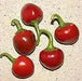 Cascabel  Hot Pepper Seed (Capsicum annuum)-Organically Grown ! - Caribbean garden seed