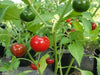 Cascabel  Hot Pepper Seed (Capsicum annuum)-Organically Grown ! - Caribbean garden seed