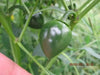 Cascabel  Hot Pepper Seed (Capsicum annuum)-Organically Grown ! - Caribbean garden seed