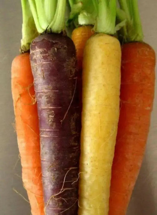 Carrot ,Rainbow Mix-Carrot Seeds (Daucus carota ) Easy to Grow - Caribbean garden seed