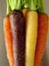 Carrot ,Rainbow Mix-Carrot Seeds (Daucus carota ) Easy to Grow - Caribbean garden seed