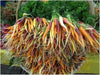 Carrot ,Rainbow Mix-Carrot Seeds (Daucus carota ) Easy to Grow - Caribbean garden seed
