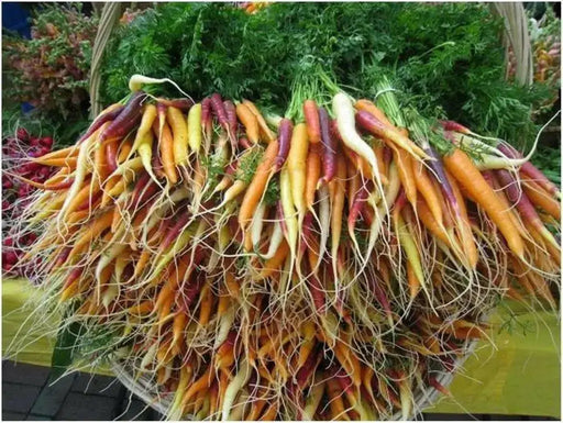 Carrot ,Rainbow Mix-Carrot Seeds (Daucus carota ) Easy to Grow - Caribbean garden seed