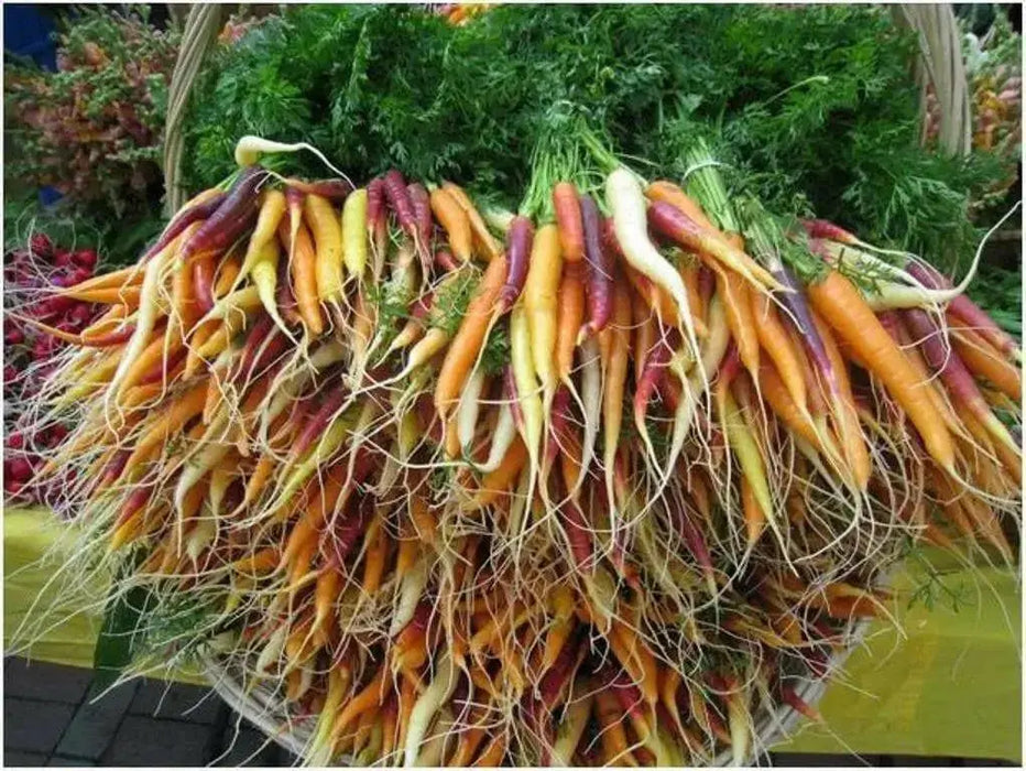 Carrot ,Rainbow Mix-Carrot Seeds (Daucus carota ) Easy to Grow - Caribbean garden seed