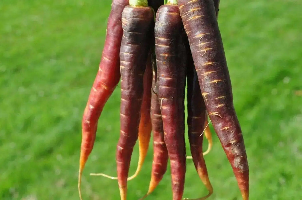 Carrot ,Rainbow Mix-Carrot Seeds (Daucus carota ) Easy to Grow - Caribbean garden seed