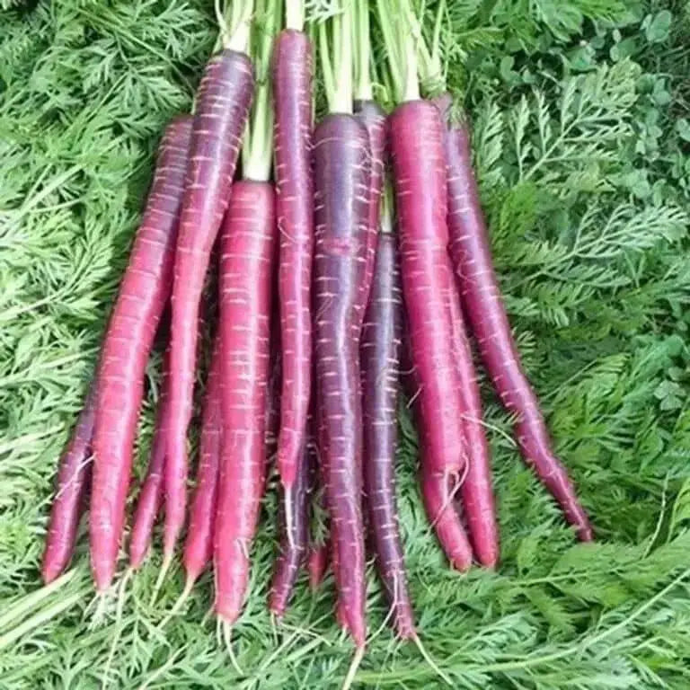 Carrot ,Rainbow Mix-Carrot Seeds (Daucus carota ) Easy to Grow - Caribbean garden seed