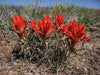 Castilleja integra ,Wholeleaf Indian Paintbrush , Squawfeather ,Perennial - Caribbean garden seed