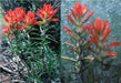 Castilleja integra ,Wholeleaf Indian Paintbrush , Squawfeather ,Perennial - Caribbean garden seed