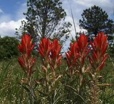 Castilleja integra ,Wholeleaf Indian Paintbrush , Squawfeather ,Perennial - Caribbean garden seed