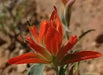 Castilleja integra ,Wholeleaf Indian Paintbrush , Squawfeather ,Perennial - Caribbean garden seed