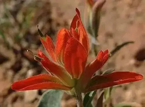 Castilleja integra ,Wholeleaf Indian Paintbrush , Squawfeather ,Perennial - Caribbean garden seed