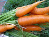 Carrot Seeds - Scarlet Nantes - Heirloom, Untreated, Open Pollinated, Vegetable ... Biannual ! - Caribbean garden seed