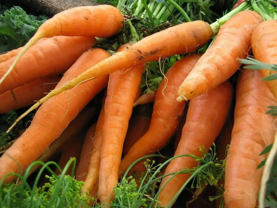 Carrot Seeds - Scarlet Nantes - Heirloom, Untreated, Open Pollinated, Vegetable ... Biannual ! - Caribbean garden seed