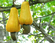 Cashew Seeds, tropical fruit tree - Caribbean garden seed