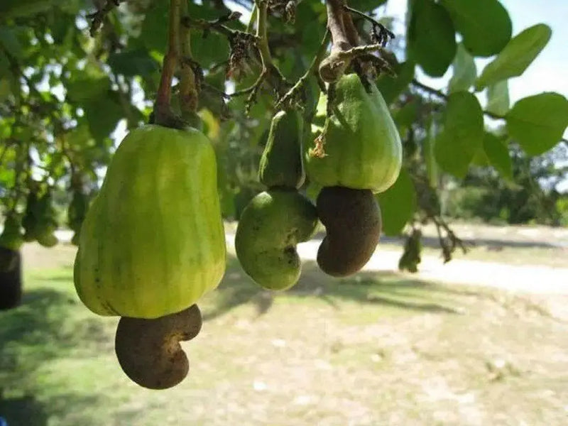Cashew Seeds, tropical fruit tree - Caribbean garden seed