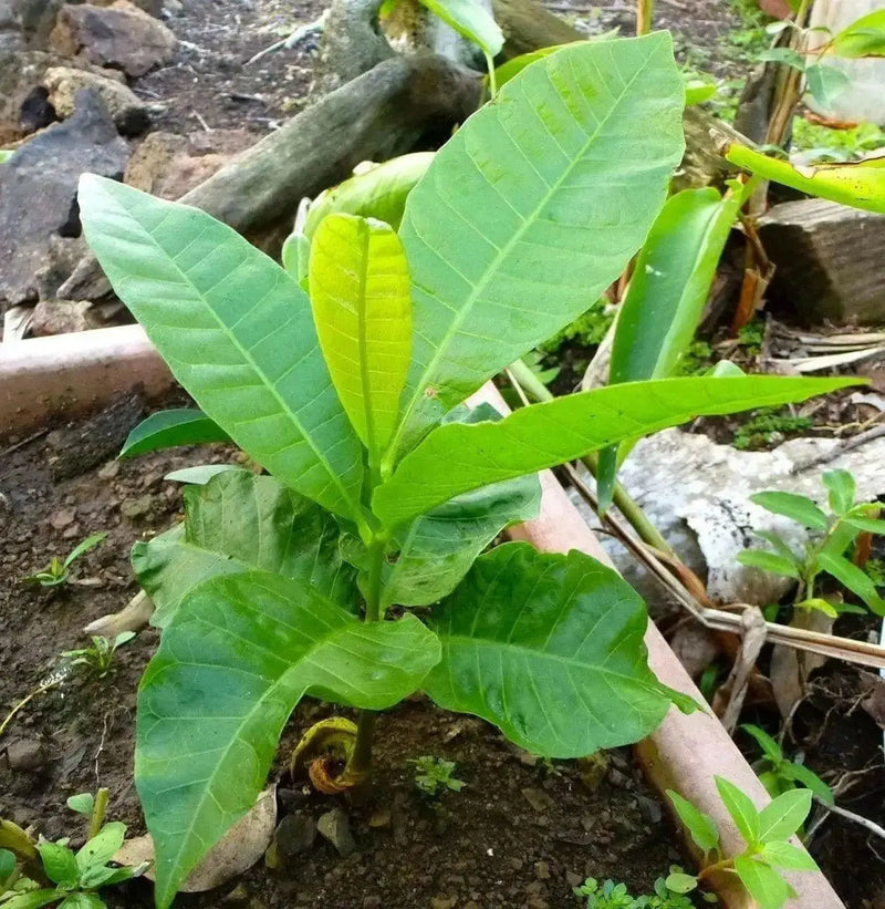 Cashew Seeds, tropical fruit tree - Caribbean garden seed