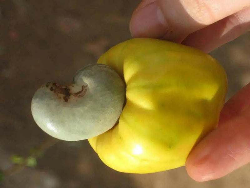Cashew Seeds, tropical fruit tree - Caribbean garden seed