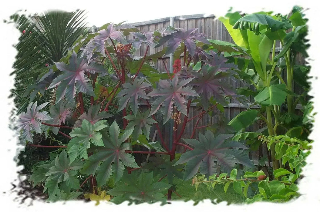 Castor Bean Tropical Mix, - CARIBBEAN products, annual foliage ! - Caribbean garden seed