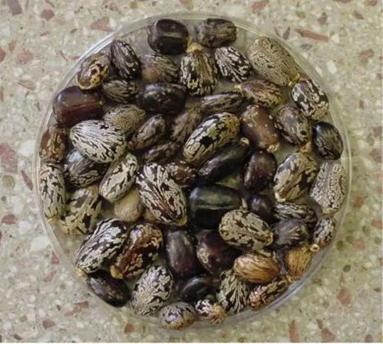 Castor Bean Tropical Mix, - CARIBBEAN products, annual foliage ! - Caribbean garden seed