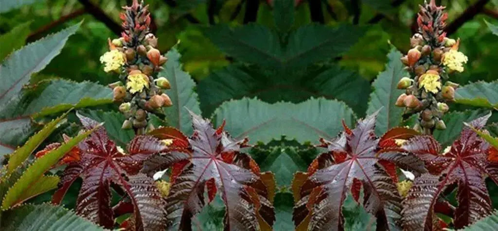 Castor Bean Tropical Mix, - CARIBBEAN products, annual foliage ! - Caribbean garden seed